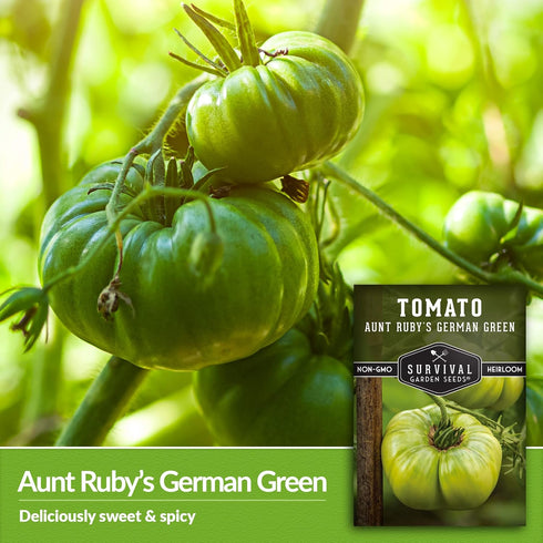 (1 Pack) Aunt Rubys German Green Tomato Seeds for Planting Heirloom Indeterminate Variety with Sweet Flavor Non-GMO