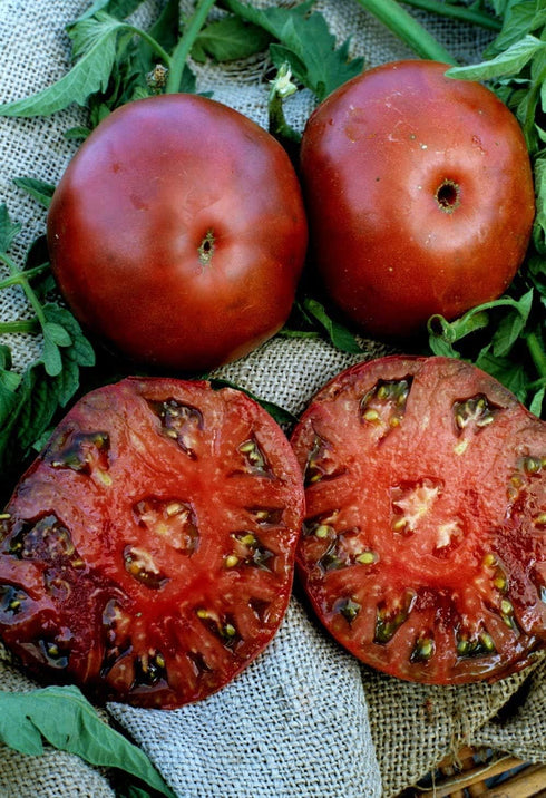 (2) 4" 8" 4" Inch Clovers Garden Black Krim Tomato Plants Two Live Plants Non-GMO - Not Seeds - Each to Tall in Pots