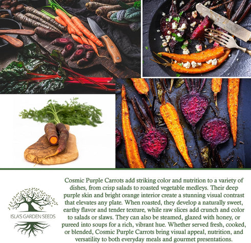 500+ Packet, Cosmic Purple Carrot Seeds for Planting, Heirloom Seeds Per (Isla's Garden Seeds), Non GMO Seeds