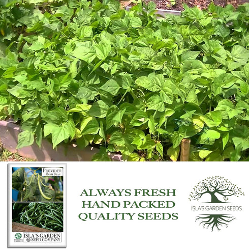 30+ Provider Bush Green Bean Seeds (Phaseolus vulgaris) Non-GMO Heirloom by Islas Garden, Early Harvest Variety