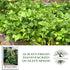30+ Provider Bush Green Bean Seeds (Phaseolus vulgaris) Non-GMO Heirloom by Islas Garden, Early Harvest Variety