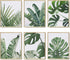 Botanical Wall Art Prints Set of 6, Tropical Leaves Decor Canvas Prints for Wall Decor, Green Wall Art Posters Set for