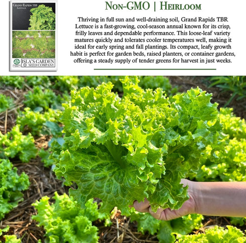 1000+ Grand Rapids TBR Lettuce Seeds (Lactuca Sativa) Non-GMO & Heirloom Seeds by Isla's Garden Seeds, Fast-Growing