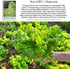 1000+ Grand Rapids TBR Lettuce Seeds (Lactuca Sativa) Non-GMO & Heirloom Seeds by Isla's Garden Seeds, Fast-Growing