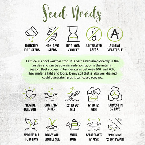(1 Pack) Seed Needs Romaine Lettuce Seeds for Planting Parris Island COS - Non-GMO Heirloom & Untreated Annual Cool