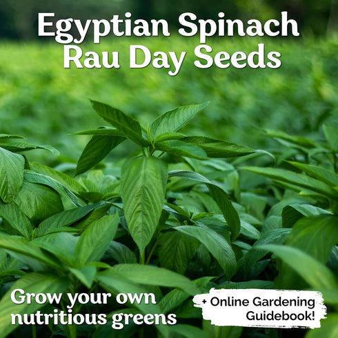 3000 KVITER Molokhia Egyptian Spinach Seeds (Corchorus Olitorius) - a.k.a Jute Leaves Seeds, Ewedu, Rau Day, Saluyot