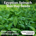 3000 KVITER Molokhia Egyptian Spinach Seeds (Corchorus Olitorius) - a.k.a Jute Leaves Seeds, Ewedu, Rau Day, Saluyot