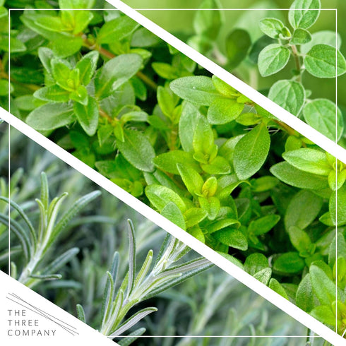 6 Pack Live Aromatic and Edible Herb Assortment (Rosemary, Eucalyptus, Mint, Lemon Balm, Other Assorted Herbs), Plants