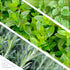 6 Pack Live Aromatic and Edible Herb Assortment (Rosemary, Eucalyptus, Mint, Lemon Balm, Other Assorted Herbs), Plants