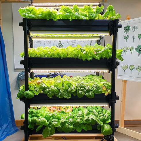 20,000+ 10 Lettuce Seeds, Heirloom Vegetable Seed for Planting Indoor Outdoor, Varieties of Fresh Salad Greens