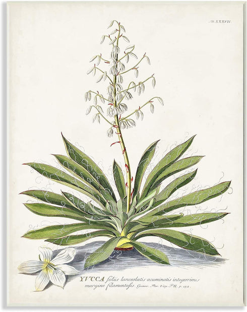 Stupell Industries Botanical Plant Illustration Ferns Vintage Wall Plaque, 10 x 15, Design by Artist Unknown