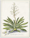 Stupell Industries Botanical Plant Illustration Ferns Vintage Wall Plaque, 10 x 15, Design by Artist Unknown