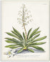Stupell Industries Botanical Plant Illustration Ferns Vintage Wall Plaque, 10 x 15, Design by Artist Unknown