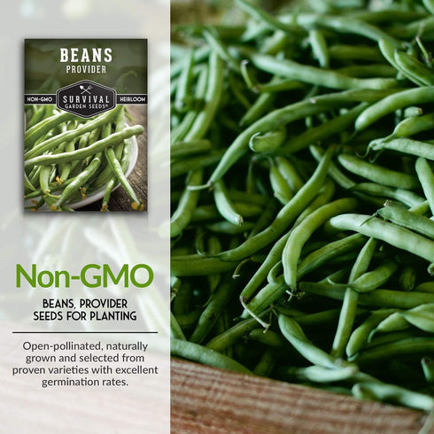 (3 Packs) Bush Bean Seeds for Planting - Provider Green Beans, Stringless Heirloom Garden Variety - High Yields, Great