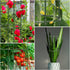 LOMNYIY 55.1 inches2 Pack) Garden Trellis, Tomato Cage Tall Plant Support Climbing Vines Flowers Stands Cucumber