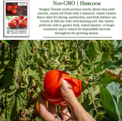 100+ Rutgers Tomato Seeds (Solanum lycopersicum) Non GMO & Heirloom Seeds, Balanced Flavor All Purpose Tomato Variety