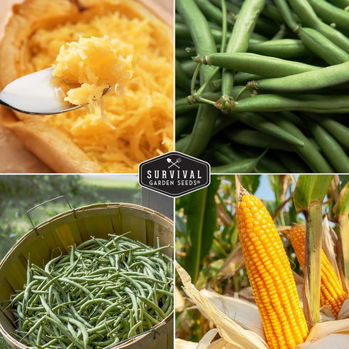 Three Sisters Collection Seed Vault - Non-GMO Heirloom Seeds for Planting Vegetables - Sweetcorn, Butternut Winter