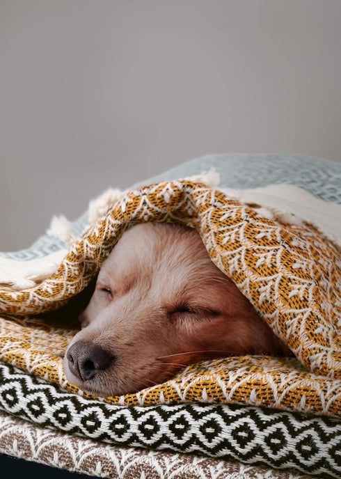 Set 4 100% Gold CASE Turkish Hand Towels for Bathroom of Cotton Bathroom Towels Helen Kitchen Small Towel for Spa