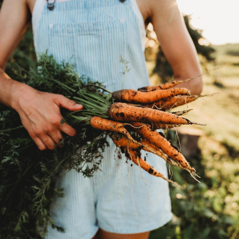 150 Nantes Carrot - Seeds - Heirloom & Open-Pollinated Variety, Non-GMO Vegetable Seeds for Planting Indoors