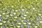 2000 pcs/Pack Wedding Table Scatter Confetti Crystals Acrylic Diamonds 8 mm Rhinestones for Decorations (Light Yellow)