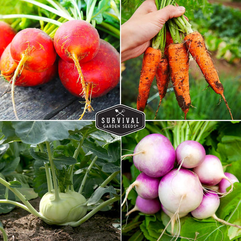 Pack 6 Root Vegetable Seeds for Planting Variety Heirloom Non-GMO Root Crops: Carrots, Turnips, Radishes, Kohlrabi