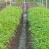 Generic 600 (30g) Seeds Kangkong Seeds - Rau Muong - Ong Choy - Morning Glory - Chinese Water Spinach Seeds | Non-GMO |