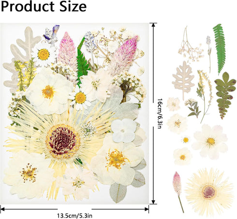 50Pcs Dried Pressed Flowers Real Pressed Flowers Natural Dry Leaves Bulk Mixed Colorful Herbs Kit with Tweezers for Scrapbooking DIY Candle Jewelry Crafts Making Nails (White)