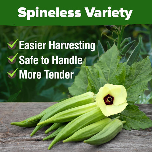 202+ HOME GROWN Clemson Spineless Okra Seeds Heirloom Non-GMO Seeds for Planting, High Germination, Prolific Heat