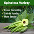 202+ HOME GROWN Clemson Spineless Okra Seeds Heirloom Non-GMO Seeds for Planting, High Germination, Prolific Heat