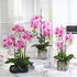 FagusHome 6 PCS Green Artificial Phalaenopsis Orchids Leaves, Faux Orchids Leaf 11 Inches