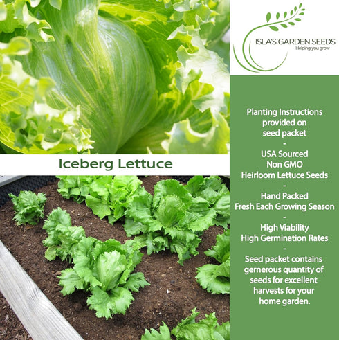 2500+ Iceberg Lettuce Seeds (Lactuca Sativa VAR) Heirloom Non-GMO Seeds by Islas Garden Seeds, Crisp Round Heads