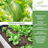 2500+ Iceberg Lettuce Seeds (Lactuca Sativa VAR) Heirloom Non-GMO Seeds by Islas Garden Seeds, Crisp Round Heads