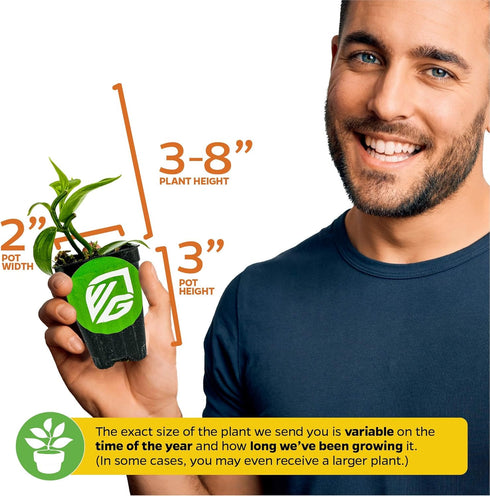 Vanilla Bean Orchid Live Plant - Vanilla planifolia by Wellspring Gardens - Fragrant Vanilla Beans, Versatile Vine
