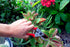 Yard Essentials Pocket Pruner
