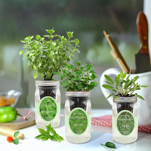 Set, Hydroponic Herb Growing Kit Self-Watering Mason Jar Herb Garden Starter Kit Indoor, Windowsill Herbs Garden. Grow