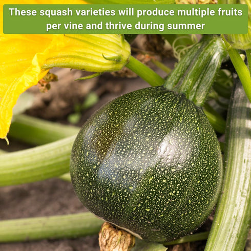 Summer Packets Sow Right Seeds - Squash Seed Collection for Planting - Individual Straightneck, Yellow Scallop