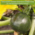 Summer Packets Sow Right Seeds - Squash Seed Collection for Planting - Individual Straightneck, Yellow Scallop