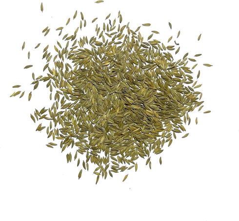 (1 Pack) Seed Needs Dandelion Seeds for Planting Taraxacum officinale - Non-GMO Heirloom & Untreated Perennial Herbs