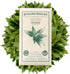 2 Packet ~1,000 Kitazawa Seed Company Egyptian Spinach Seeds - Molokhia, Jew's Mallow, Jute Mallow, Corchorus olitorius