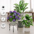 NQW 5 Pack Metal Plant Stand Indoor Outdoor,Indoor Plant Stands for Patio Rustproof,Heavy Duty Flower Pot Stands
