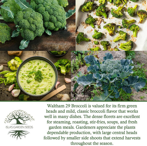 29 300+ Waltham Broccoli Seeds (Brassica oleracea) Heirloom Non-GMO Seeds by Islas Garden Seeds, Classic Cool-Season