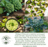 29 300+ Waltham Broccoli Seeds (Brassica oleracea) Heirloom Non-GMO Seeds by Islas Garden Seeds, Classic Cool-Season