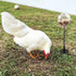 Oooct 2 Pack Chicken Pecking Toys with Swing Feeder, Coop Slow Feeder Toy for Chickens, Chicks, Ducks, Hens, Parrots