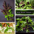Packet (1) Sow Right Seeds - Sweet Large Leaf Thai Basil Seed for Planting - Non-GMO Heirloom with Instructions