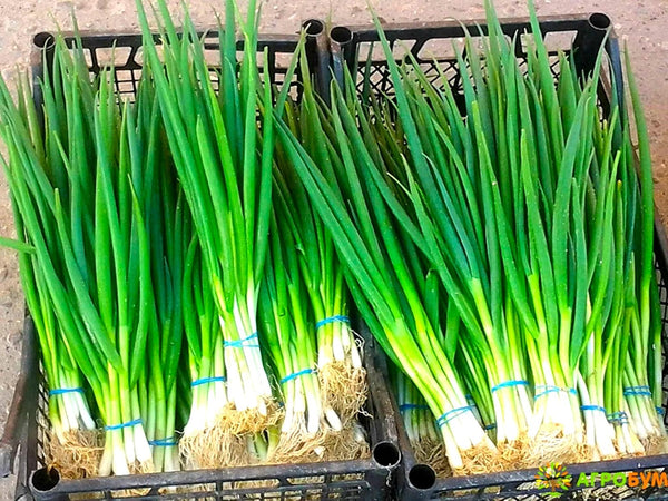 Bunching Green Onion Seeds Scallions About 300 Non-GMO Seeds for Planting