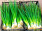 Bunching Green Onion Seeds Scallions About 300 Non-GMO Seeds for Planting
