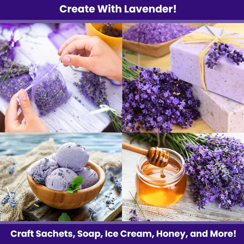 7500 90% (5 Pack) NatureZ Edge English Lavender Seeds for Planting Outdoors or Indoors, Germination, to Give You The