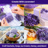 7500 90% (5 Pack) NatureZ Edge English Lavender Seeds for Planting Outdoors or Indoors, Germination, to Give You The