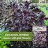 Packet (1) Sow Right Seeds - Purple Ruffles Basil Seeds for Planting - Non-GMO Heirloom with Instructions - Indoors
