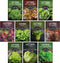 Lettuce Seeds for Planting | 10 Heirloom Lettuces Buttercrunch, Romaine, Iceberg, Oakleaf,